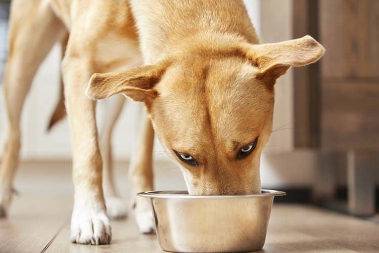 hond eet uit voerbak hond eet uit voerbak